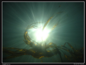 Bulb Kelp, Campbell River, British Columbia. by Stéphane Primatesta 